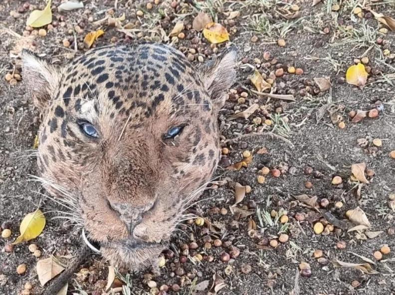 Representantes de 16 países participam de evento em Cuiabá que debate o tráfico ilegal de onça-pintada
