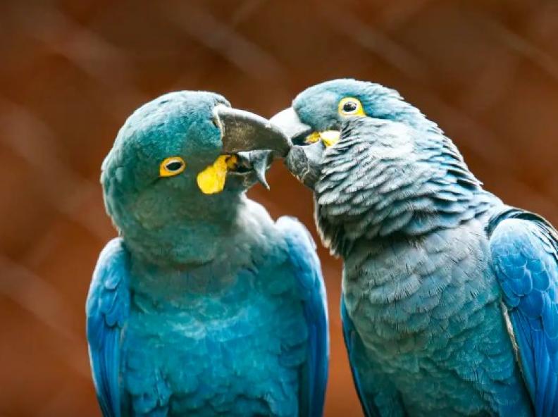 Ameaçada de extinção, mais uma arara-azul-de-lear nasce em São Paulo