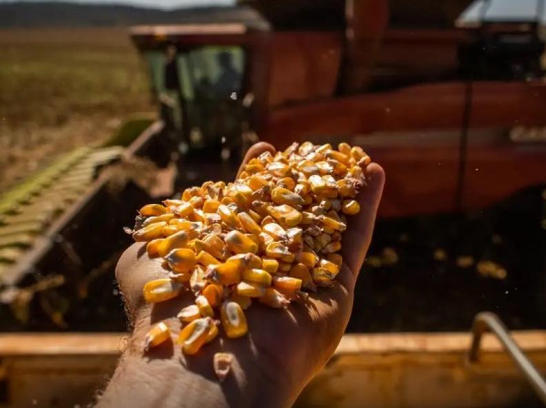 Produção da safra brasileira caiu 7,2% em 2024, estima IBGE