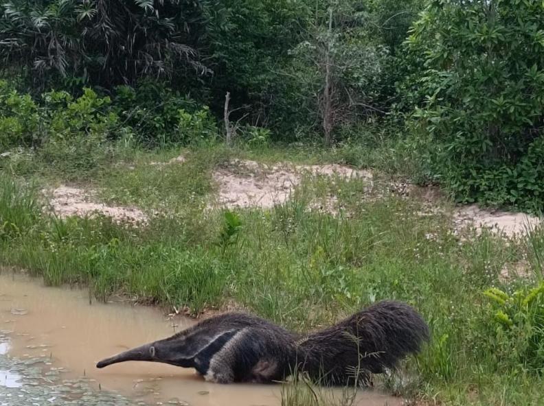 Sema devolve à natureza tamanduá-bandeira resgatado em setembro de 2024
