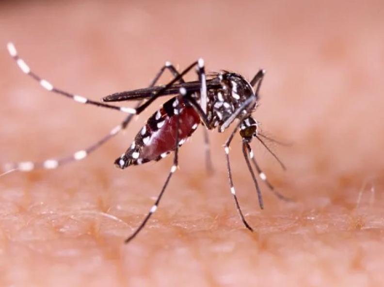 Medidas essenciais contra o Aedes aegypti: Proteja Sua Saúde