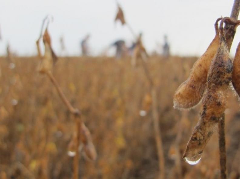Chuvas intensas comprometem a colheita da soja e geram prejuízos para produtores em MT