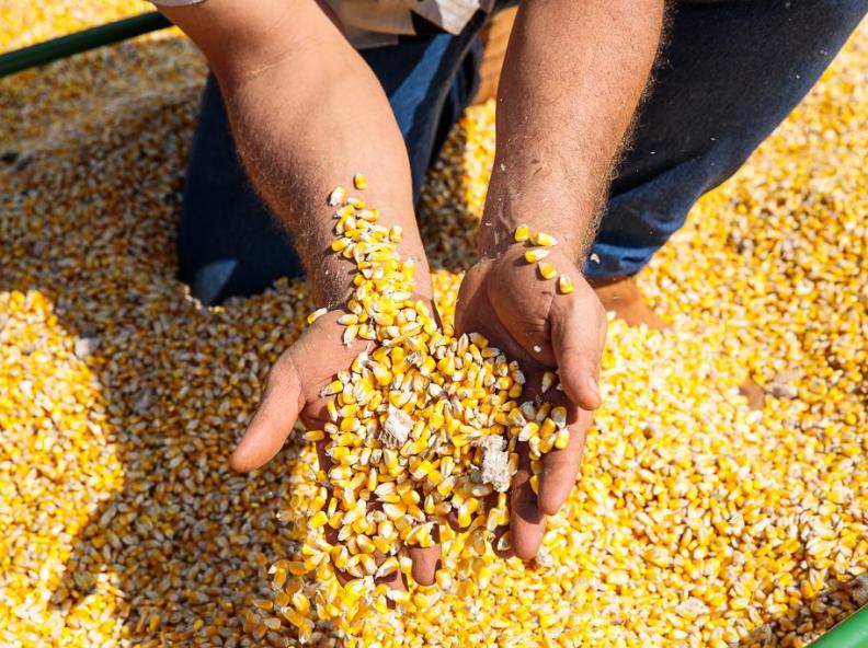 Produtores de Mato Grosso iniciam plantio do milho safrinha