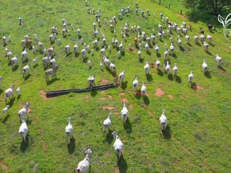 Redução do ICMS para venda de gado entre estados é aprovada