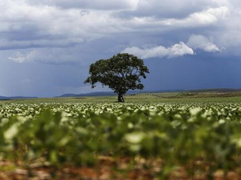 Produtores de soja de MT têm até 15 de fevereiro para cadastrar unidades de produção no Indea