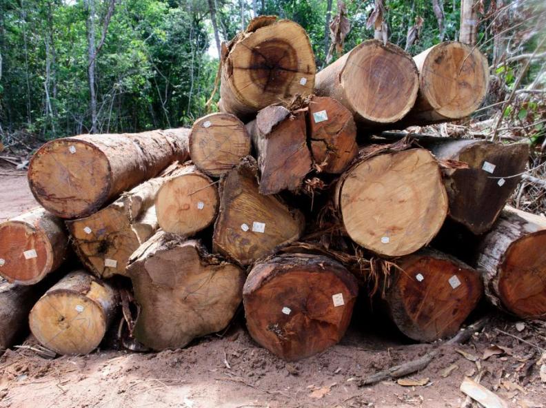 Está proibida a exploração de madeira de manejo florestal em MT até 1º de abril